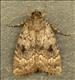 2298s1 (73.063) Svenssons Copper Underwing